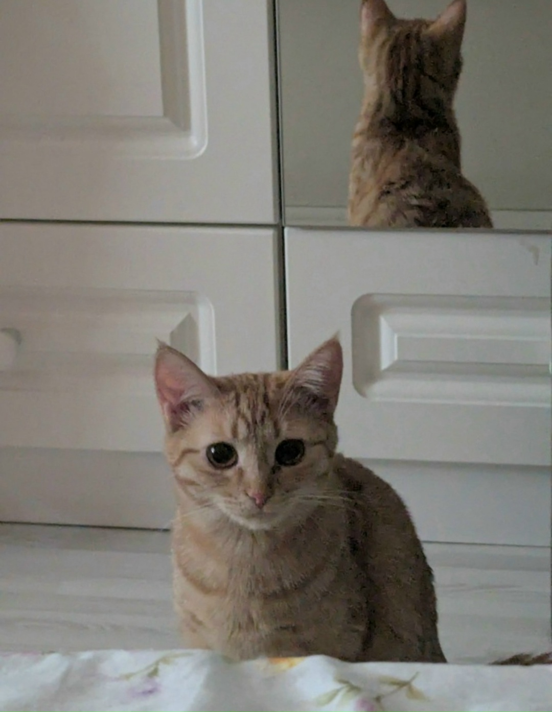 Пропала кошка в Архангельске — фото объявления