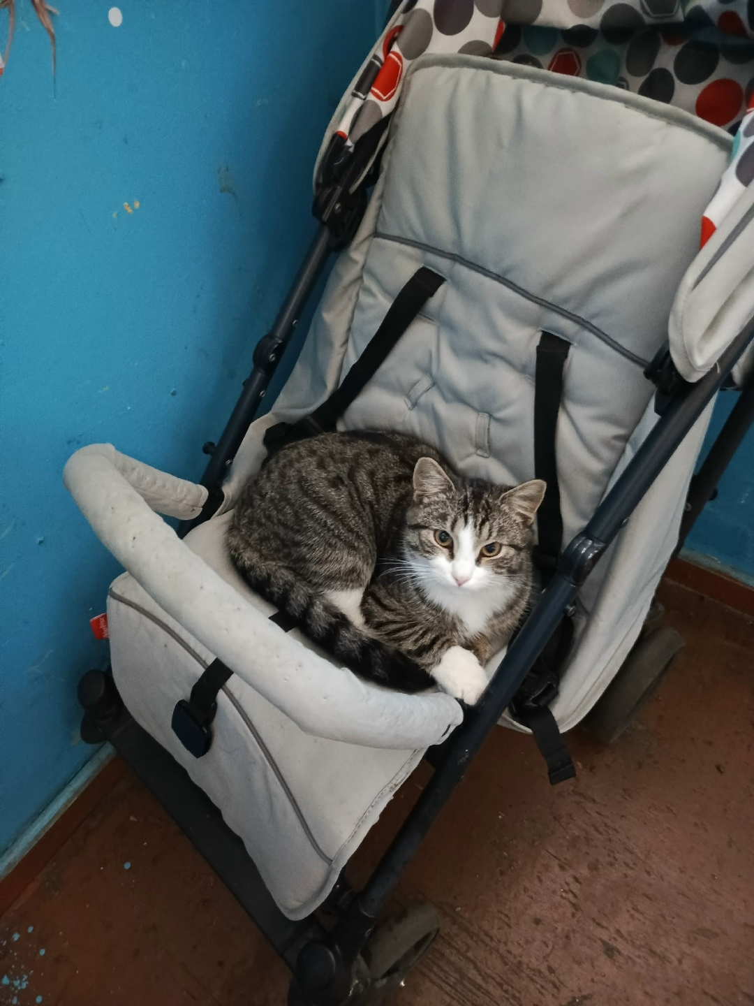 Найдена собака в Архангельске — фото объявления