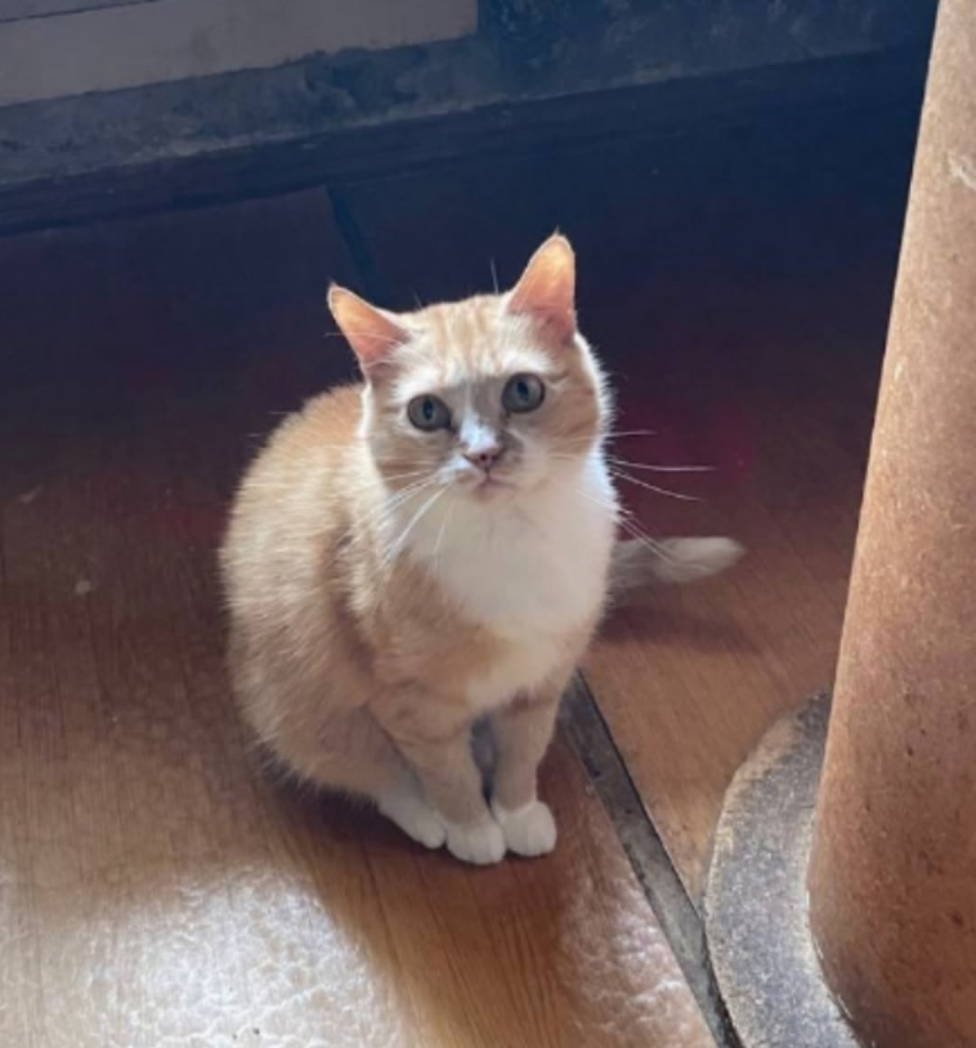 Найдена собака в Архангельске — фото объявления