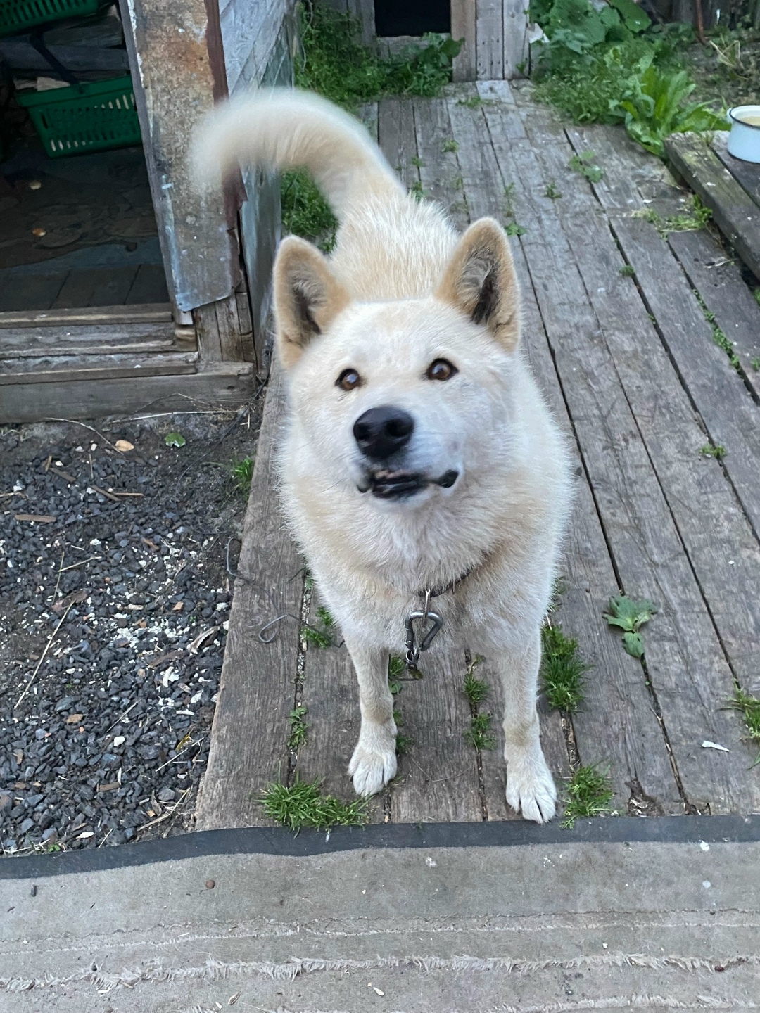 Найдена собака в Архангельске — фото объявления