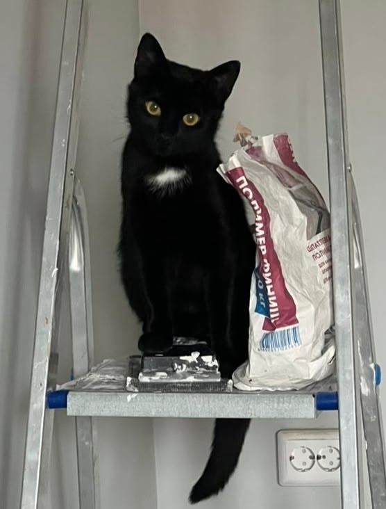 Найдена собака в Архангельске — фото объявления