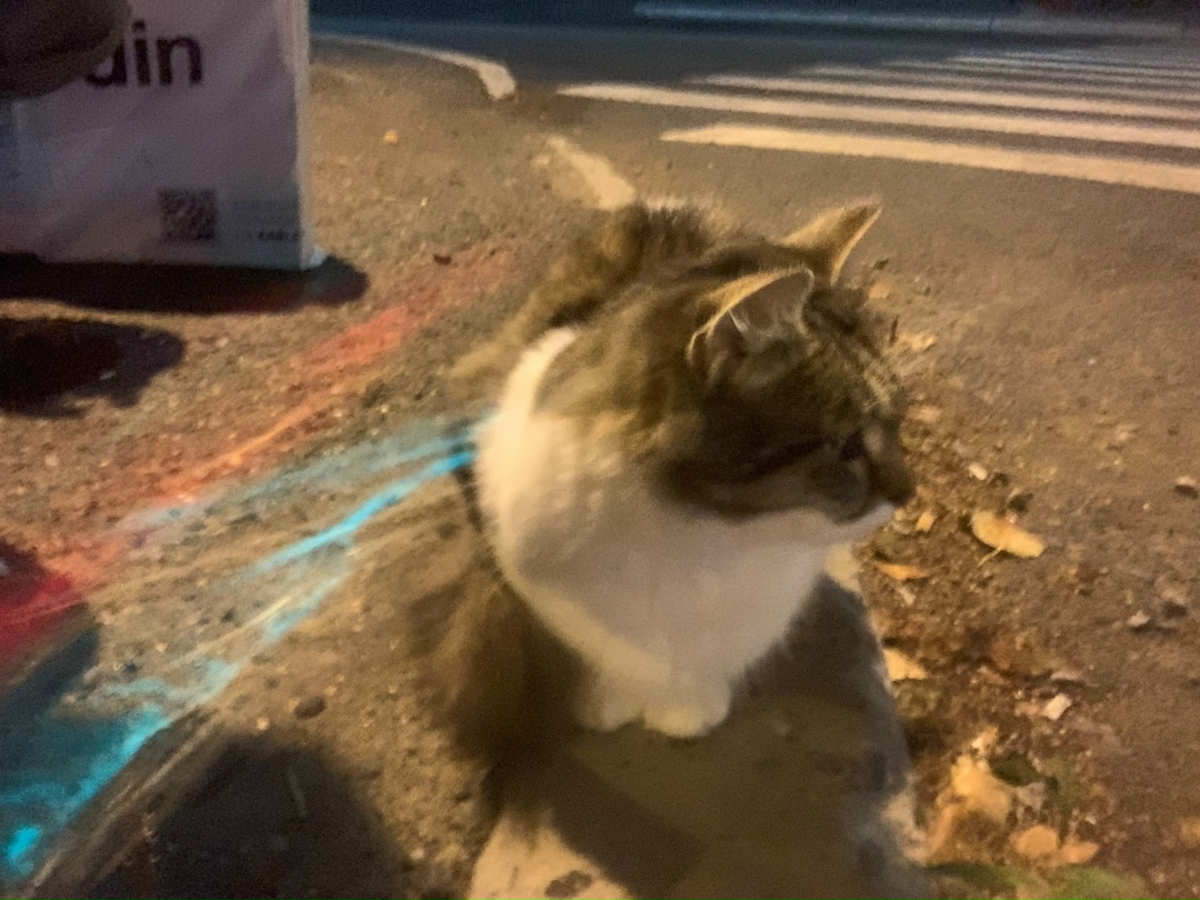 Найдена собака в Архангельске — фото объявления