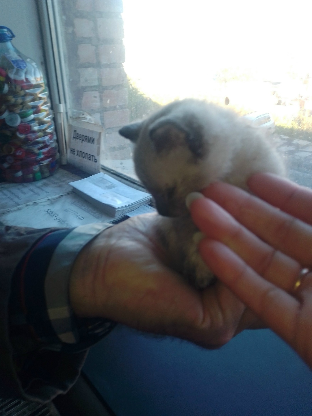 Найдена собака в Архангельске — фото объявления