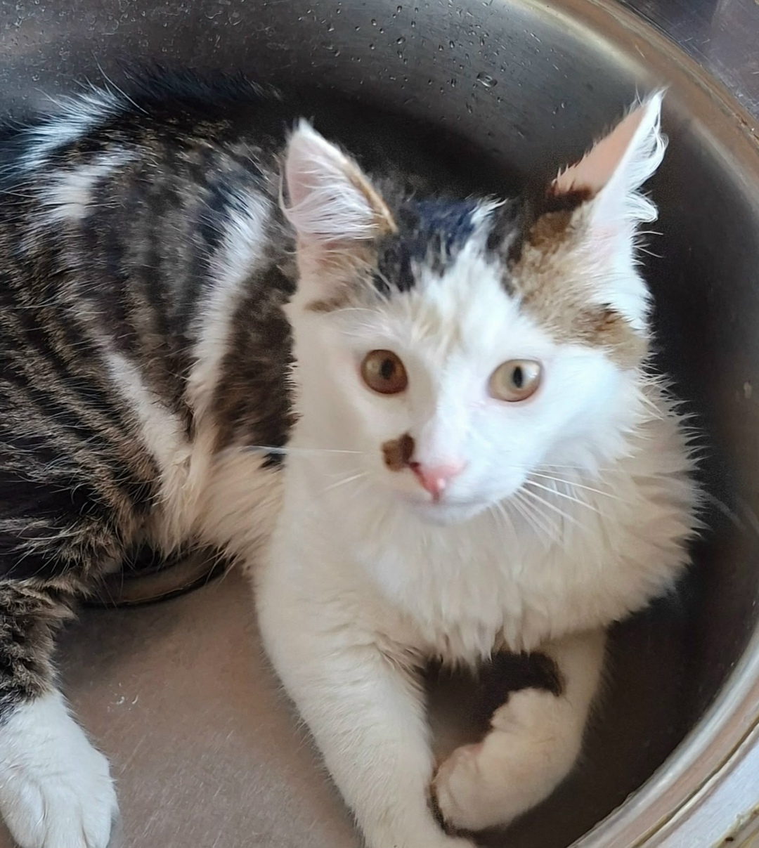 Найдена собака в Архангельске — фото объявления