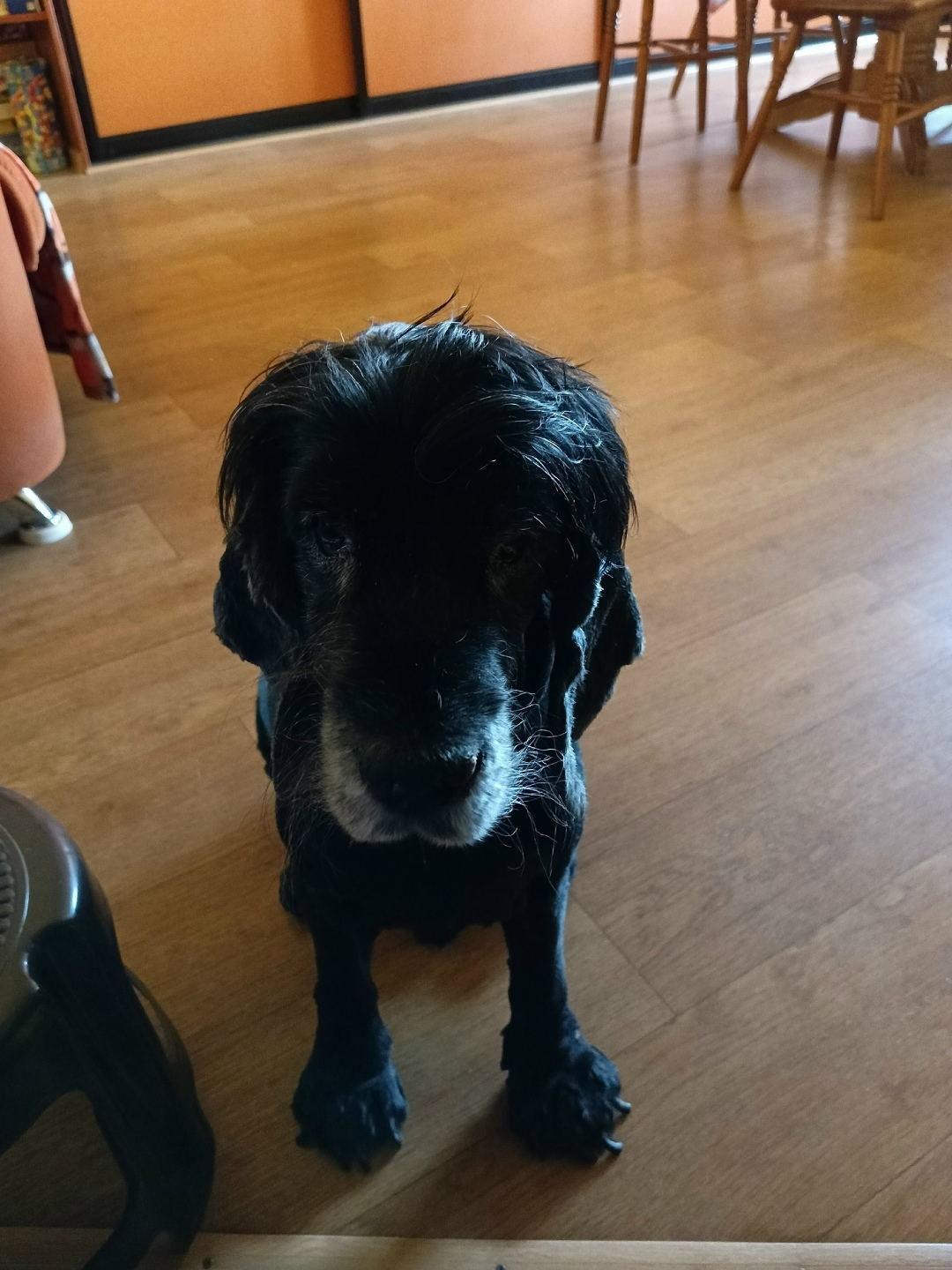 Найдена собака в Архангельске — фото объявления