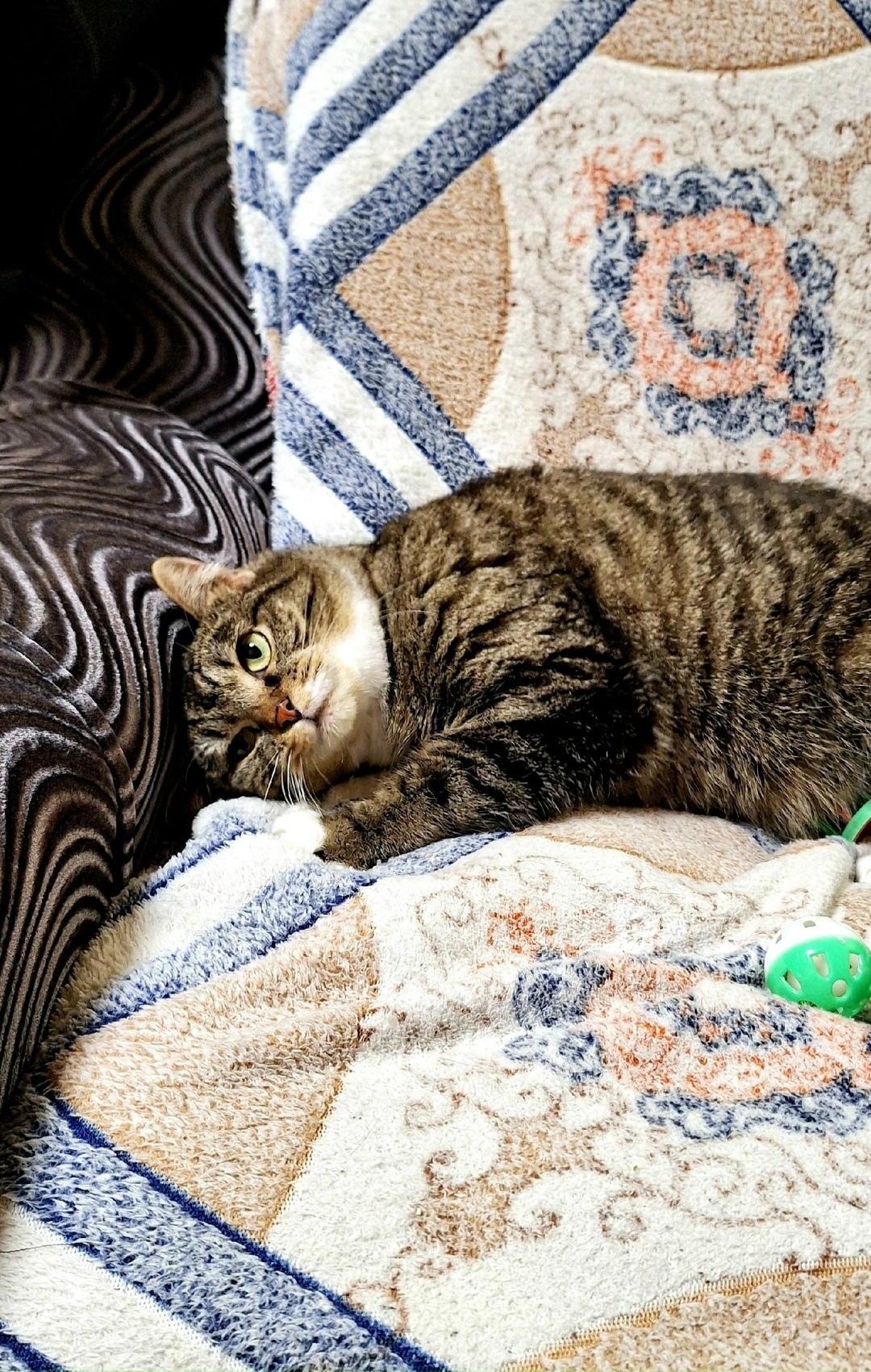 Найдена собака в Архангельске — фото объявления