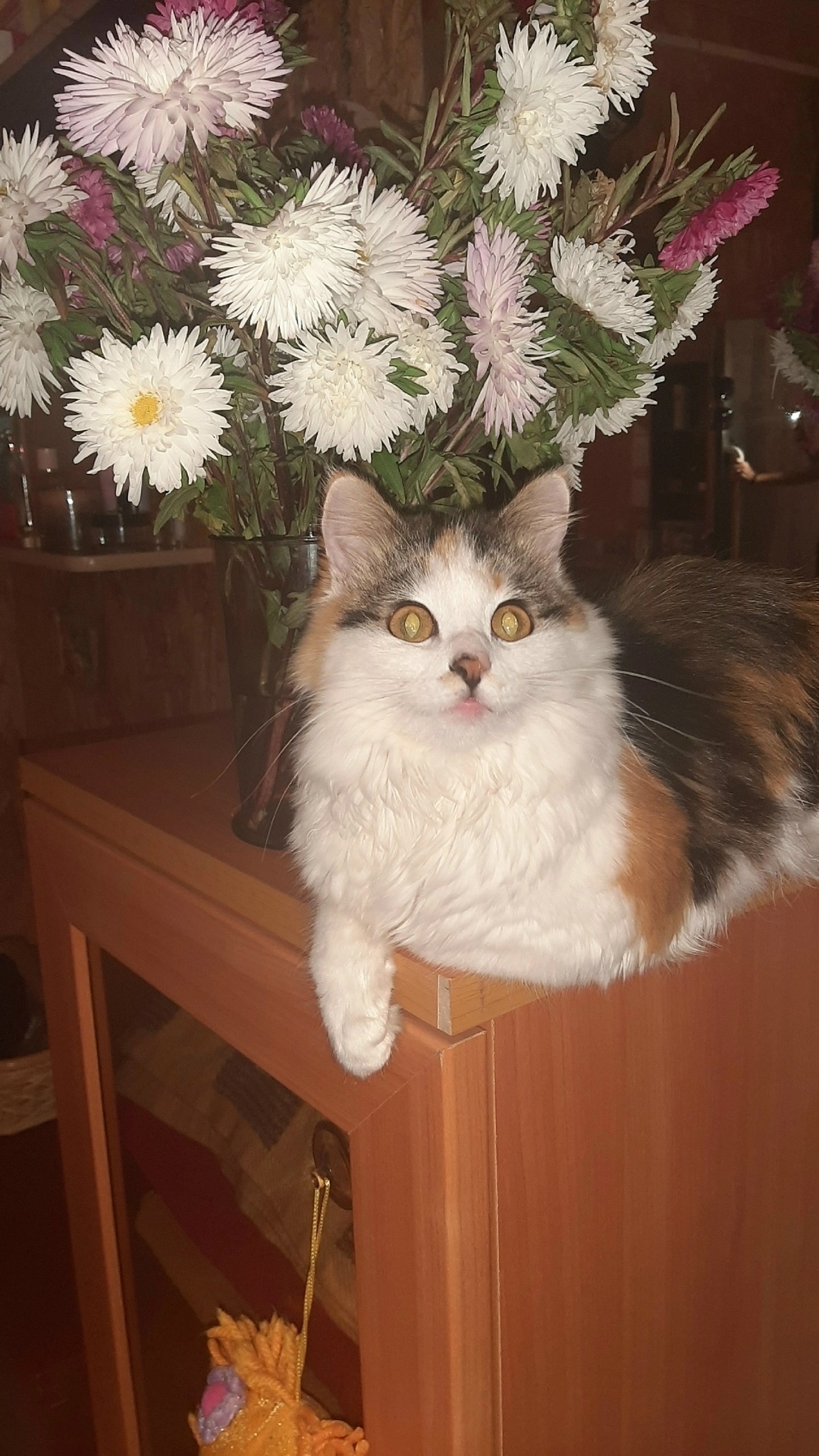 Найдена собака в Архангельске — фото объявления