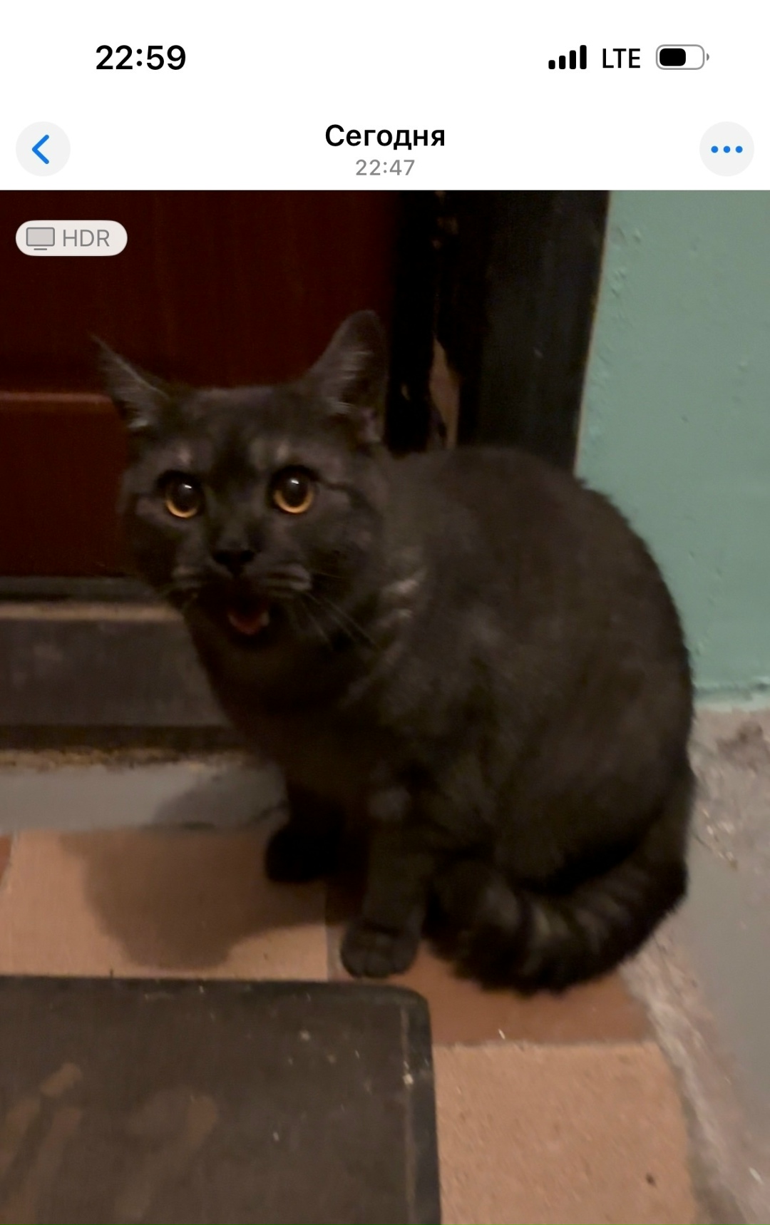 Найдена собака в Архангельске — фото объявления