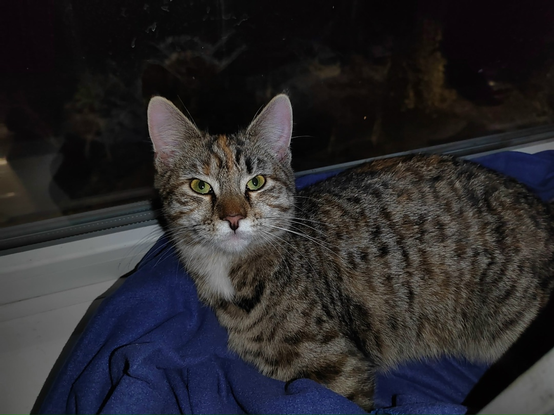 Найдена собака в Архангельске — фото объявления