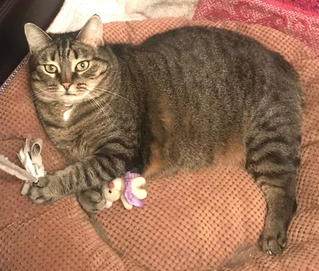 Найдена собака в Архангельске — фото объявления