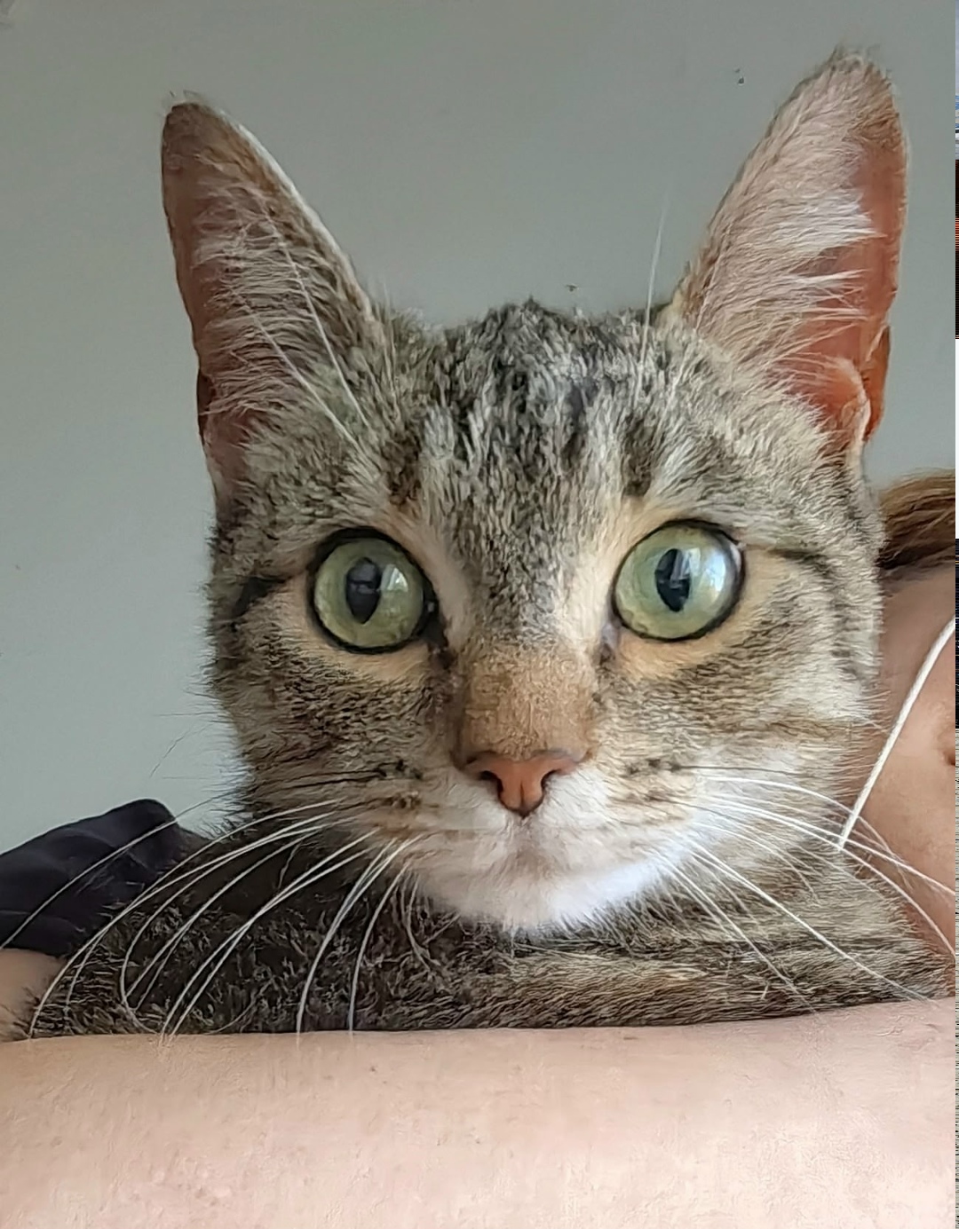 Найдена собака в Архангельске — фото объявления