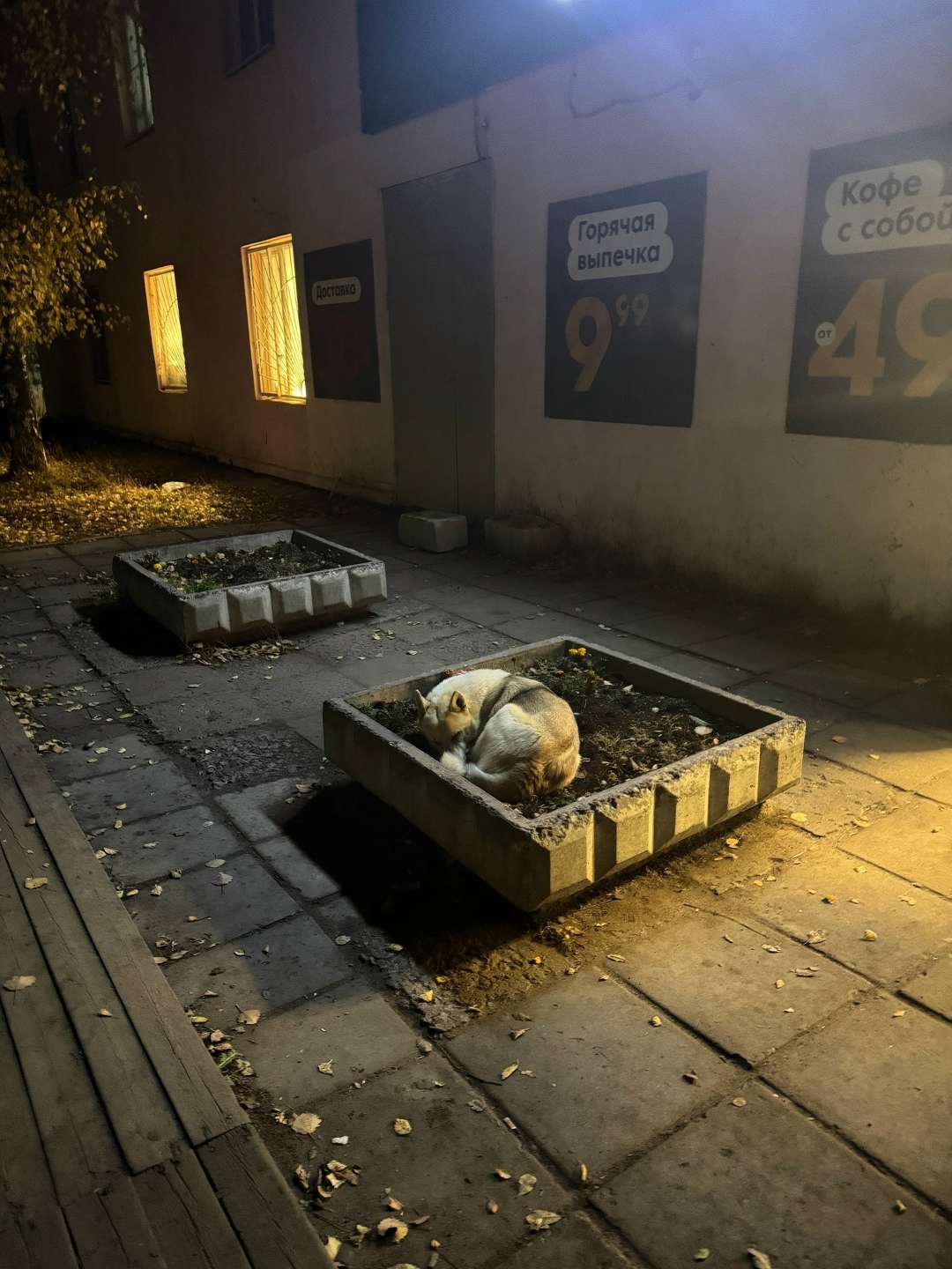 Найдена собака в Архангельске — фото объявления