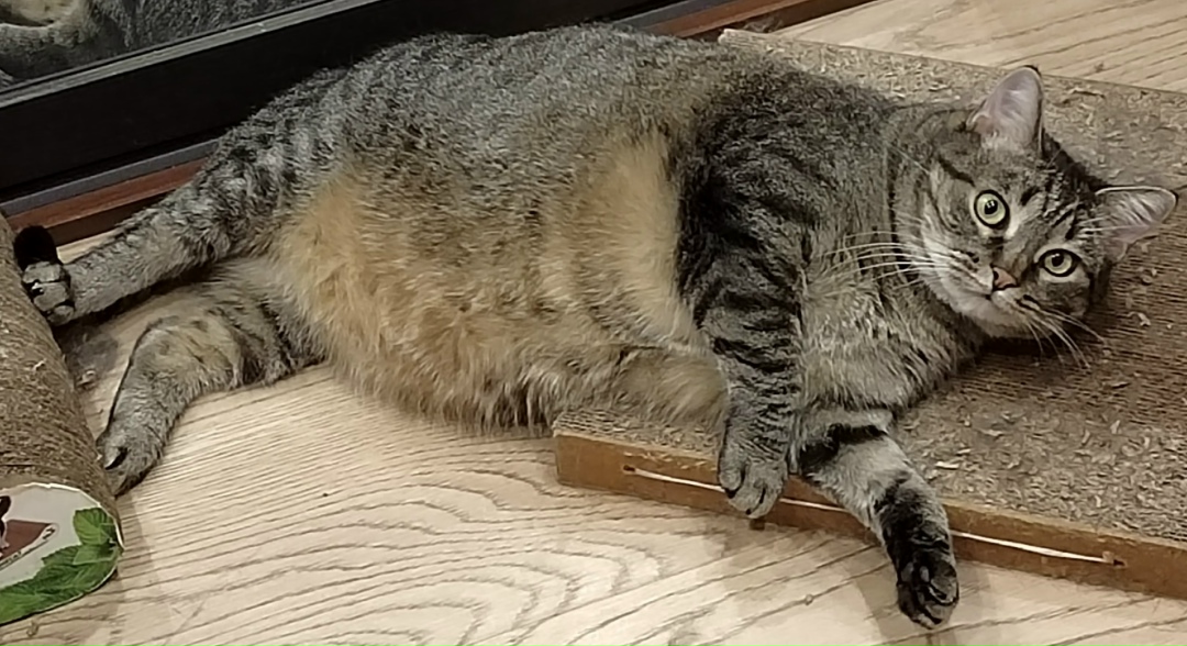 Найдена собака в Архангельске — фото объявления