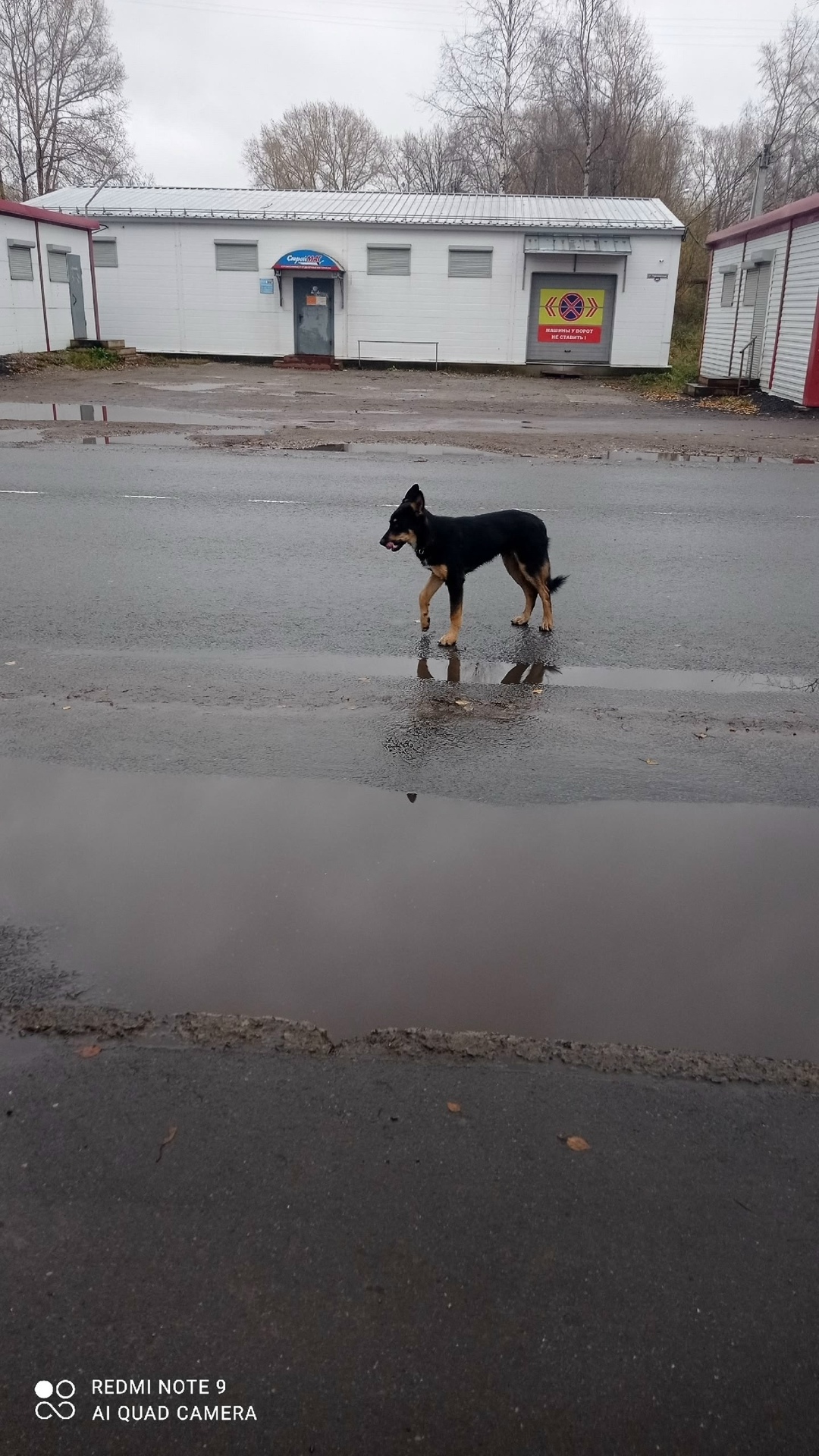 Найдена собака в Архангельске — фото объявления