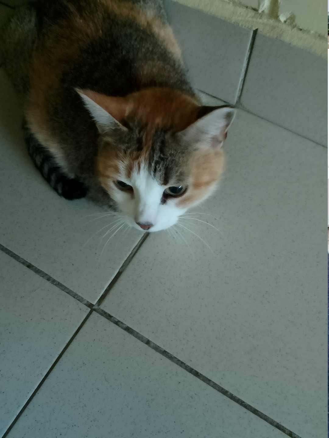 Найдена собака в Архангельске — фото объявления