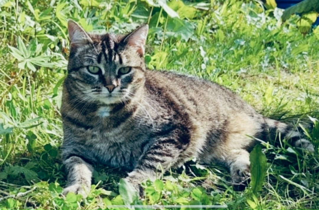Найдена собака в Архангельске — фото объявления