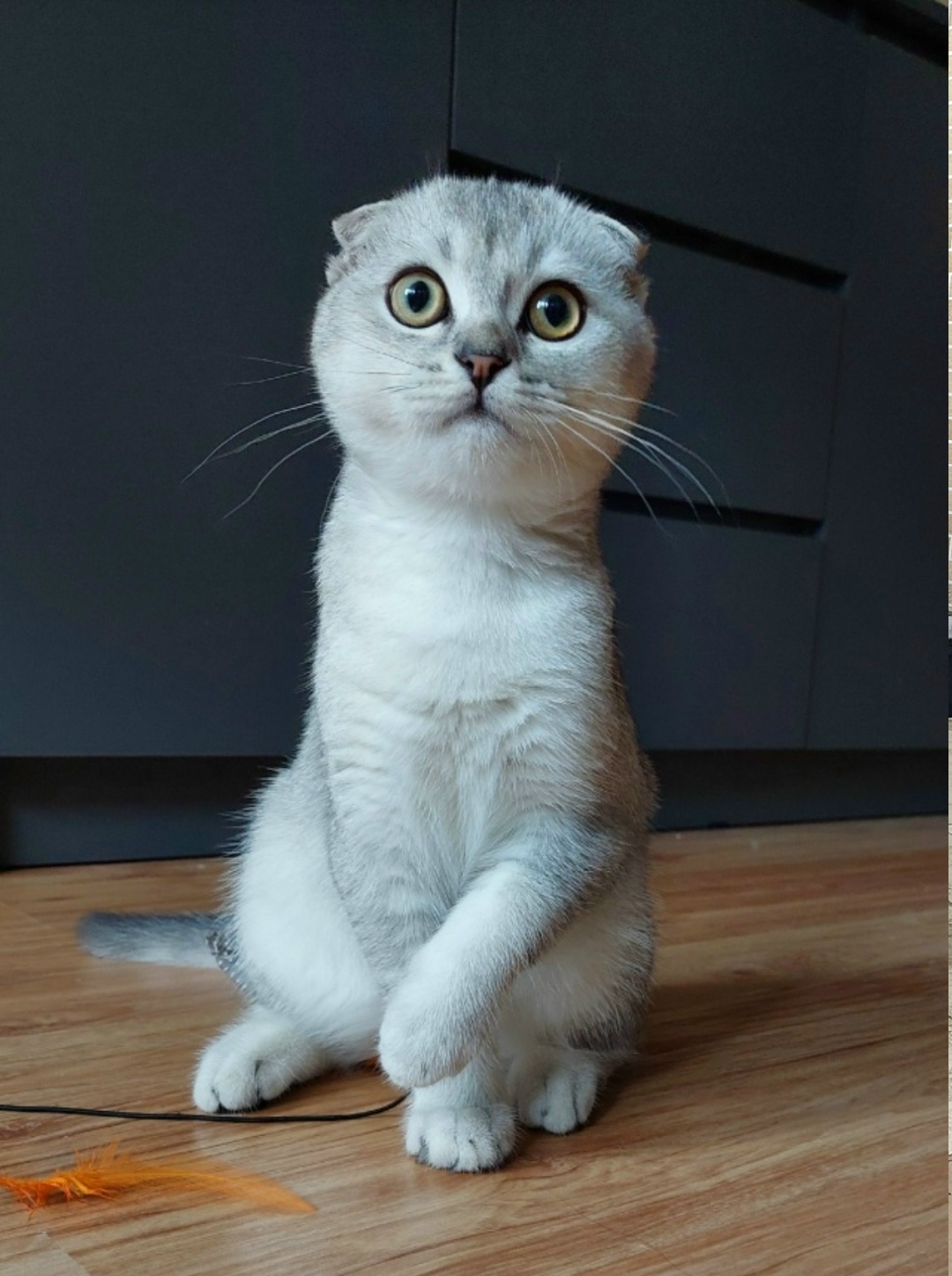 Найдена кошка в Архангельске — фото объявления