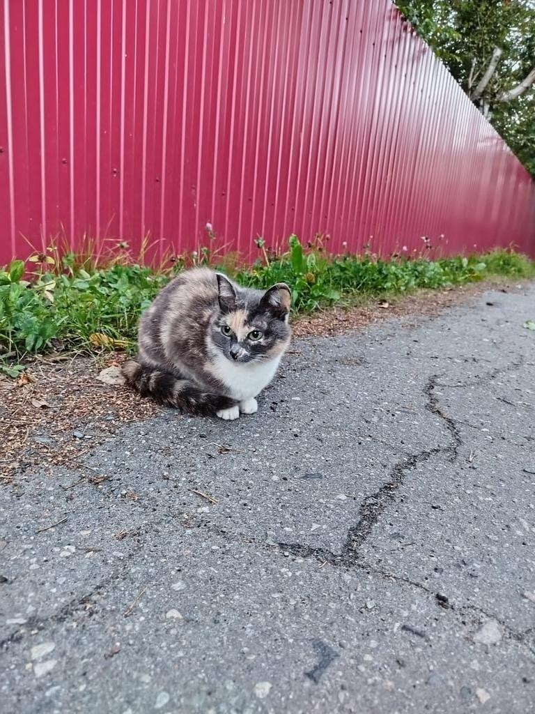 Пропала кошка в Архангельске — фото объявления