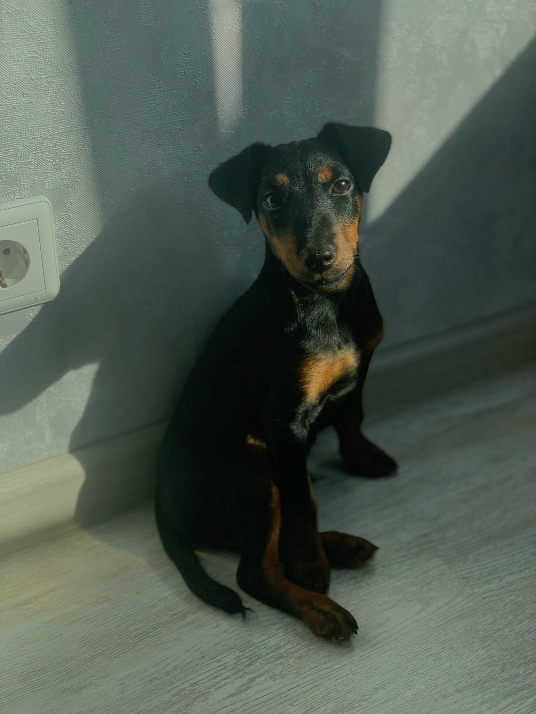 Найдена собака в Архангельске — фото объявления