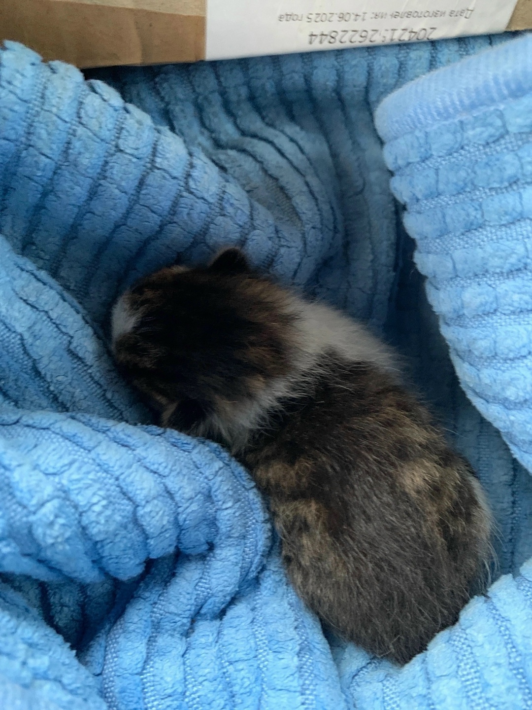 Найдена собака в Архангельске — фото объявления