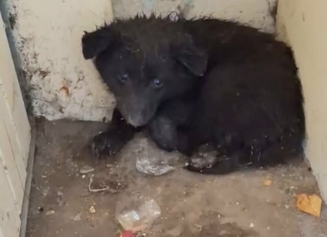 Найдена собака в Архангельске — фото объявления