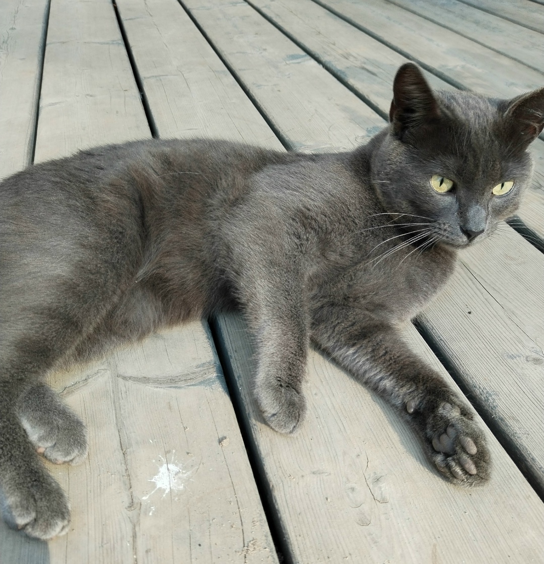 Найдена собака в Архангельске — фото объявления