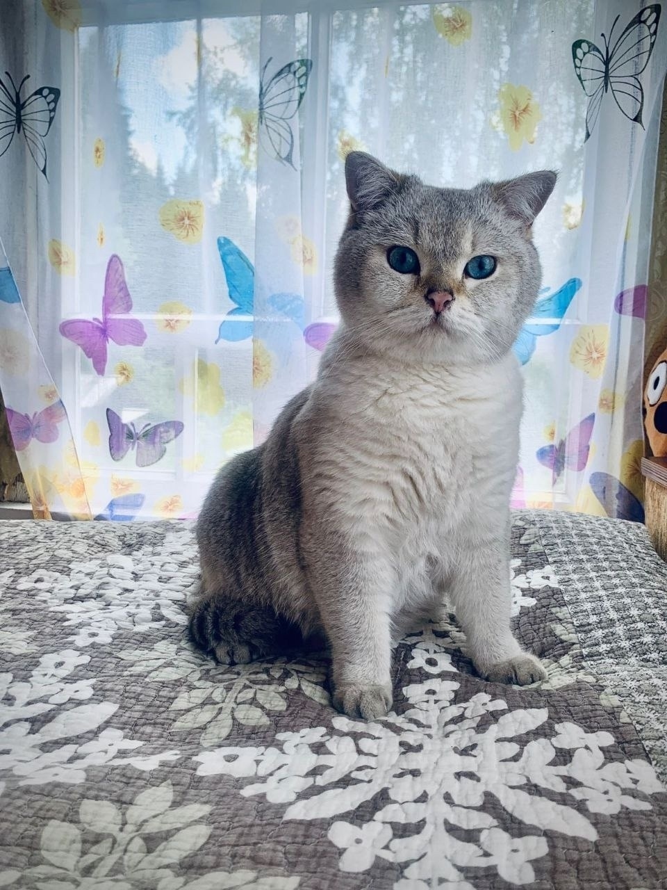 Найдена собака в Архангельске — фото объявления