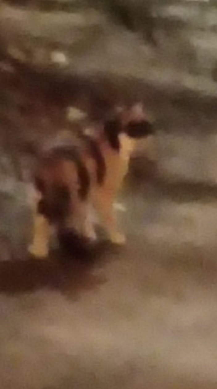 Найдена собака в Архангельске — фото объявления