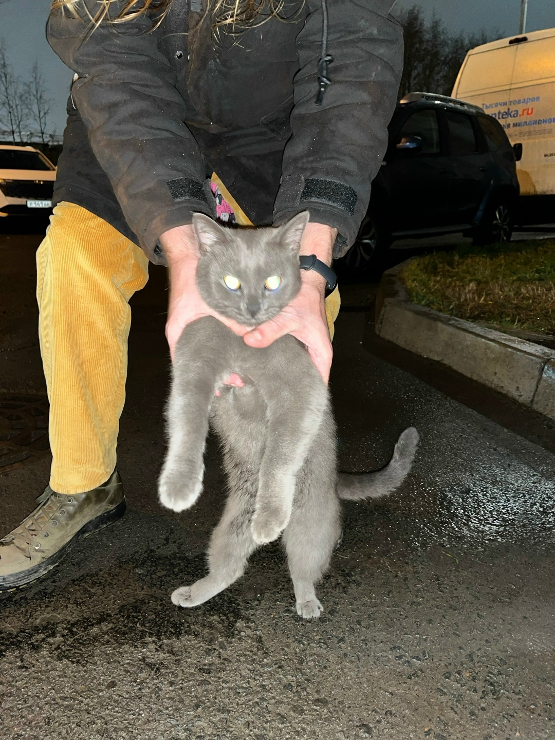 Найдена собака в Архангельске — фото объявления
