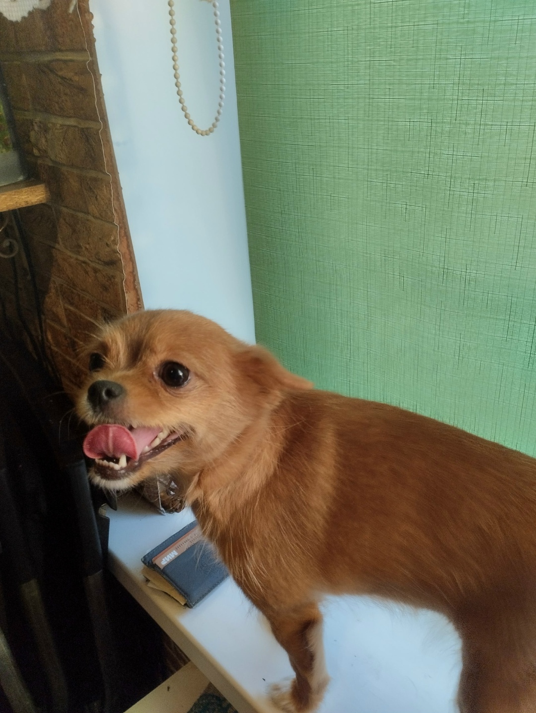 Найдена собака в Архангельске — фото объявления