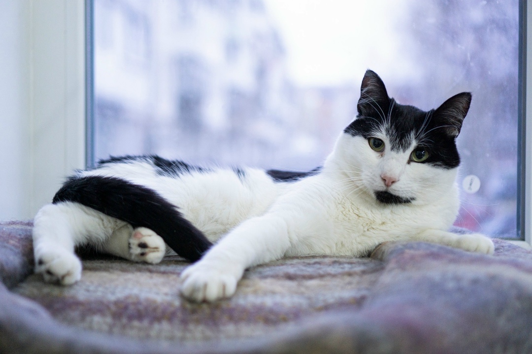 Найдена собака в Архангельске — фото объявления