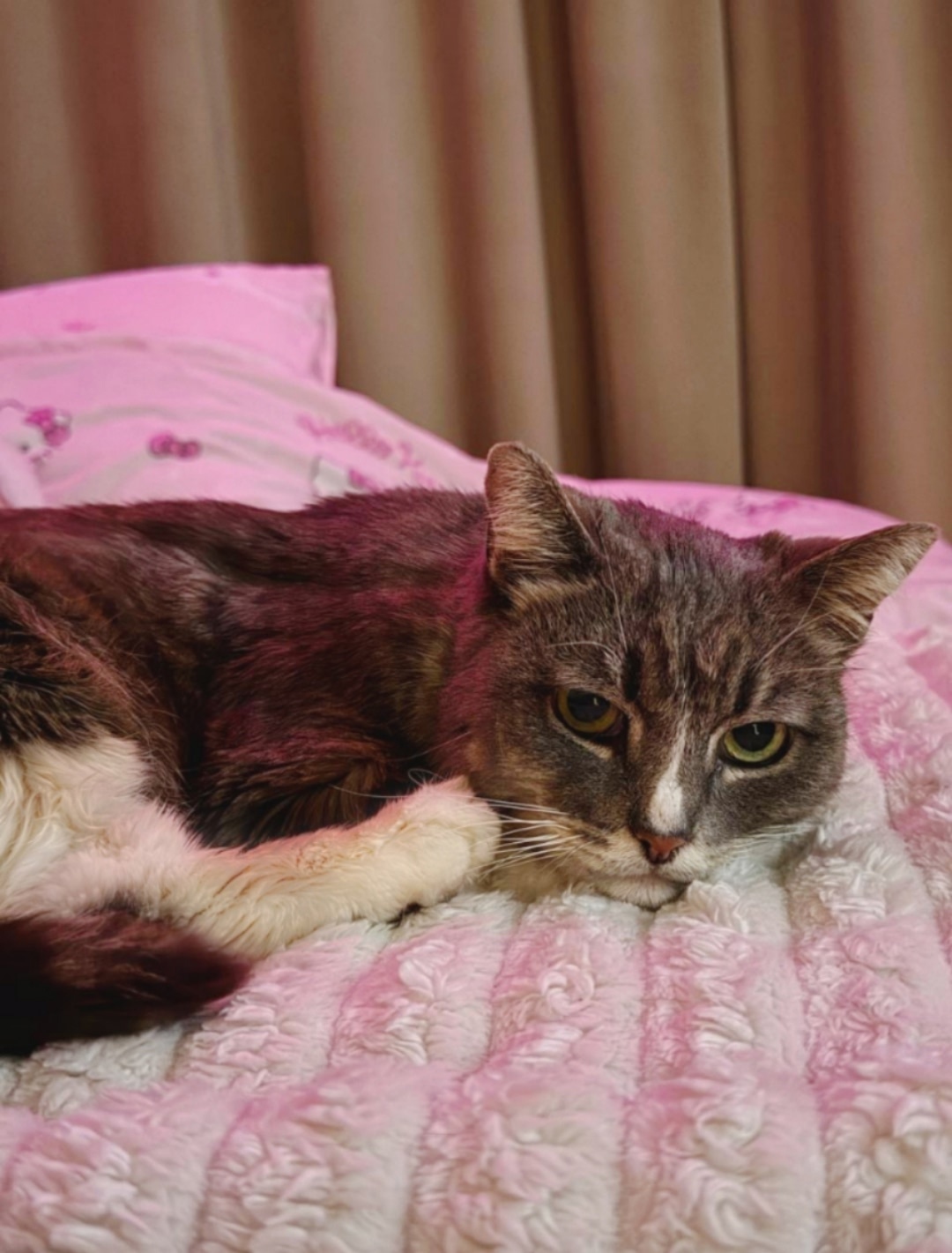 Найдена собака в Архангельске — фото объявления