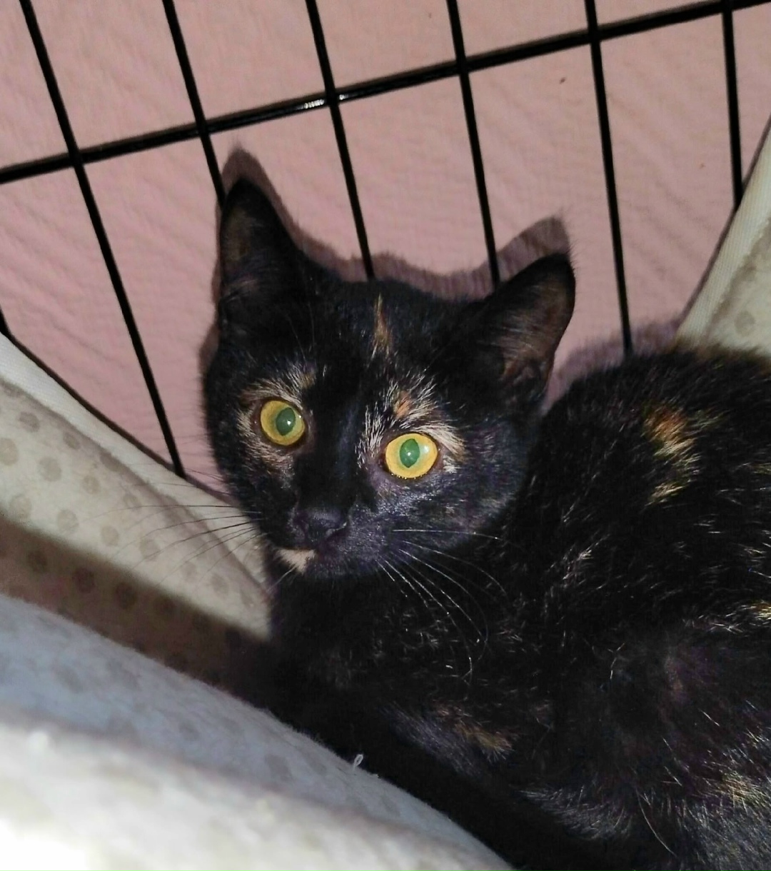 Найдена собака в Архангельске — фото объявления