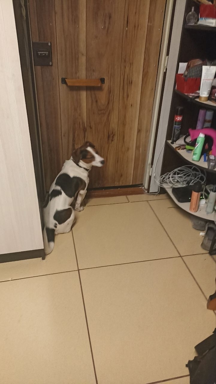 Найдена собака в Архангельске — фото объявления