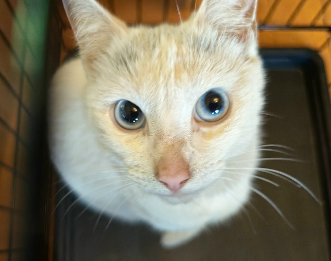 Найдена собака в Архангельске — фото объявления