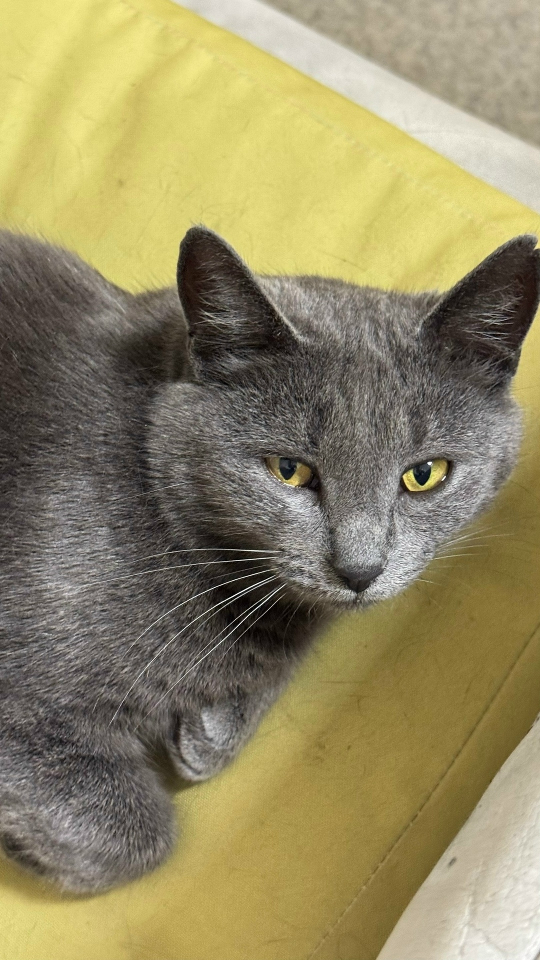 Найдена собака в Архангельске — фото объявления