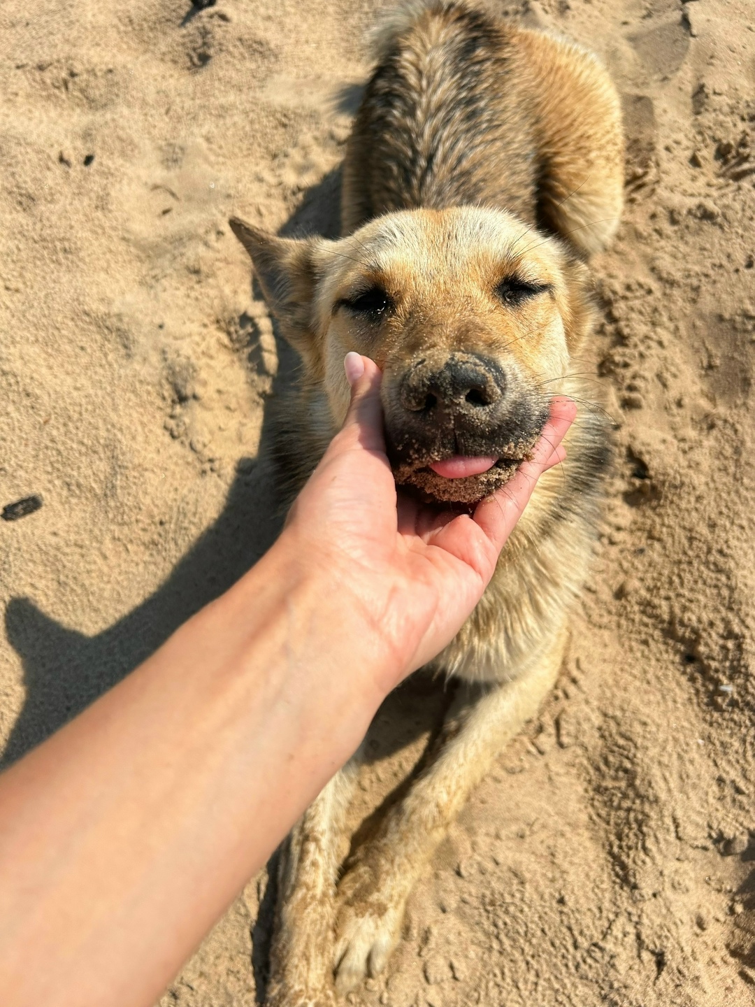 Найдена собака в Архангельске — фото объявления