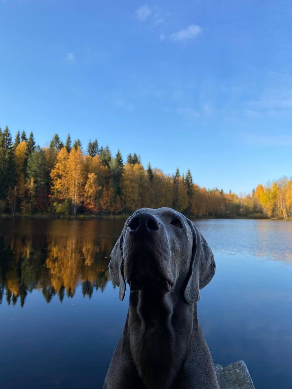 Найдена собака в Архангельске — фото объявления