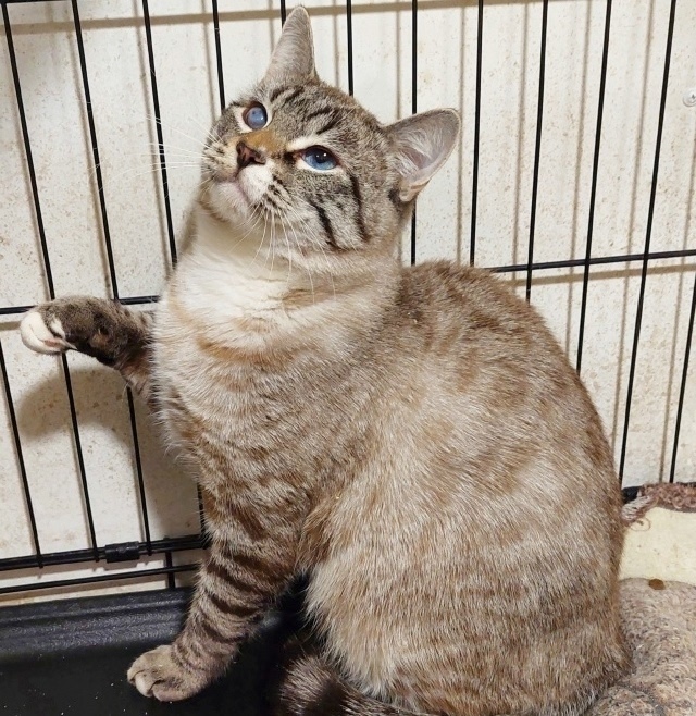 Найдена собака в Архангельске — фото объявления