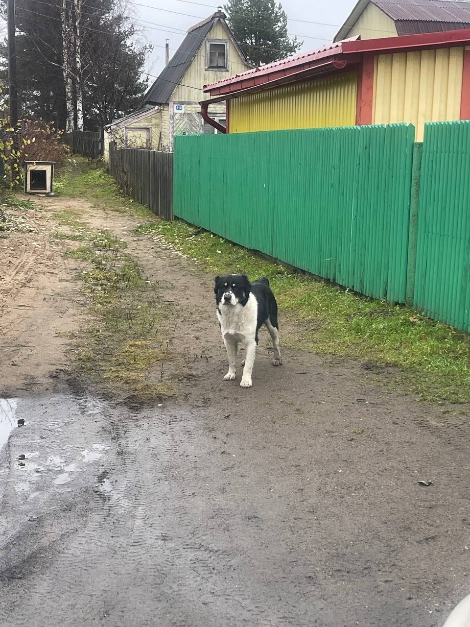 Найдена собака в Архангельске — фото объявления
