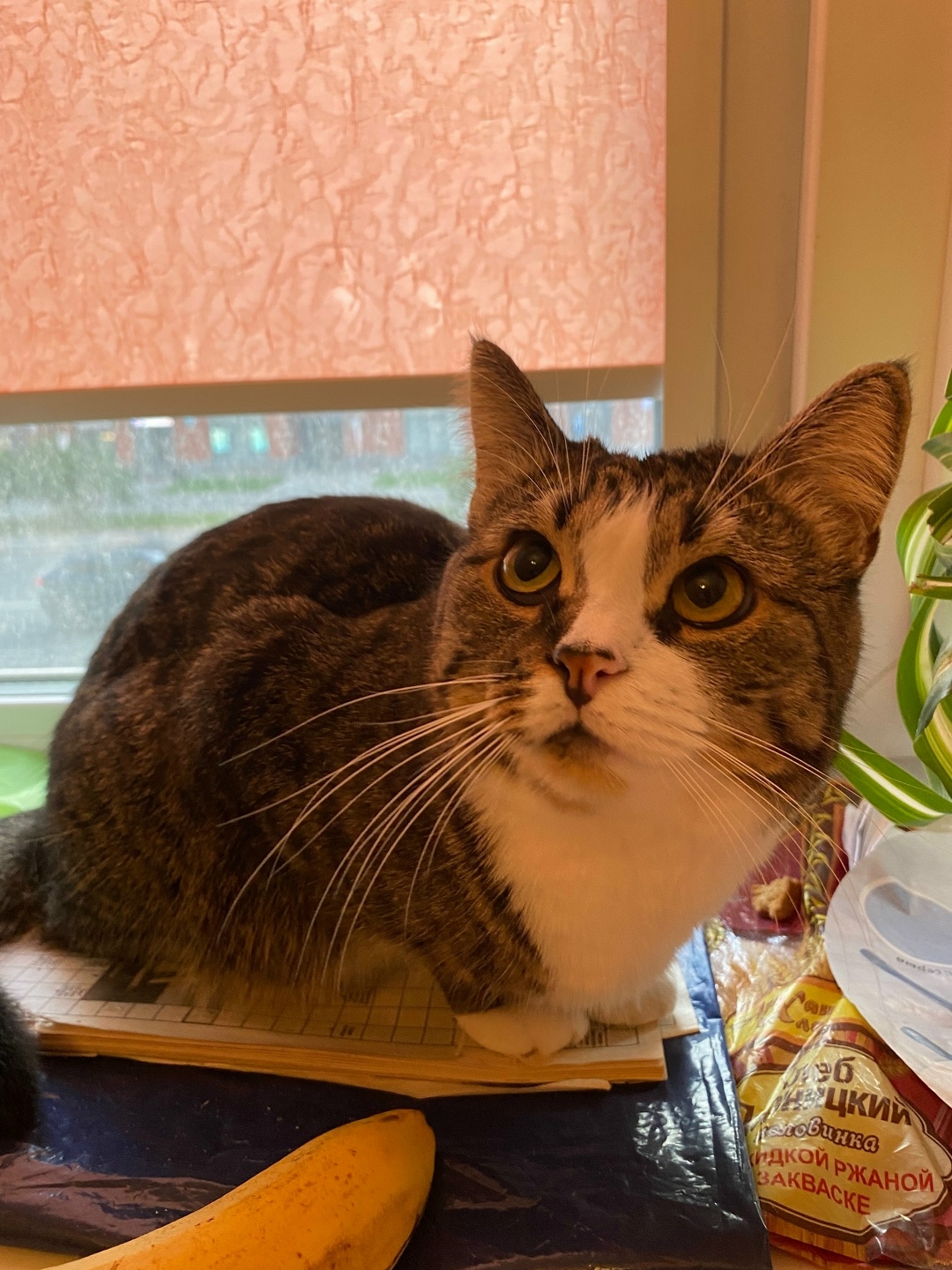 Найдена собака в Архангельске — фото объявления