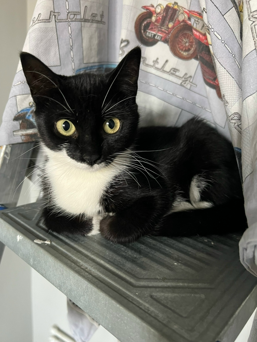 Найдена собака в Архангельске — фото объявления