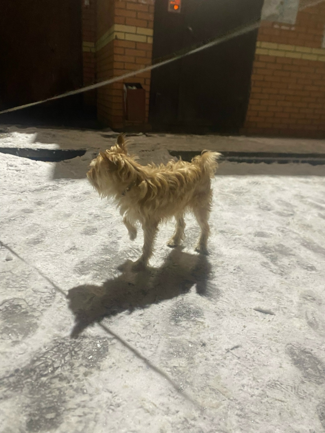 Найдена собака в Архангельске — фото объявления