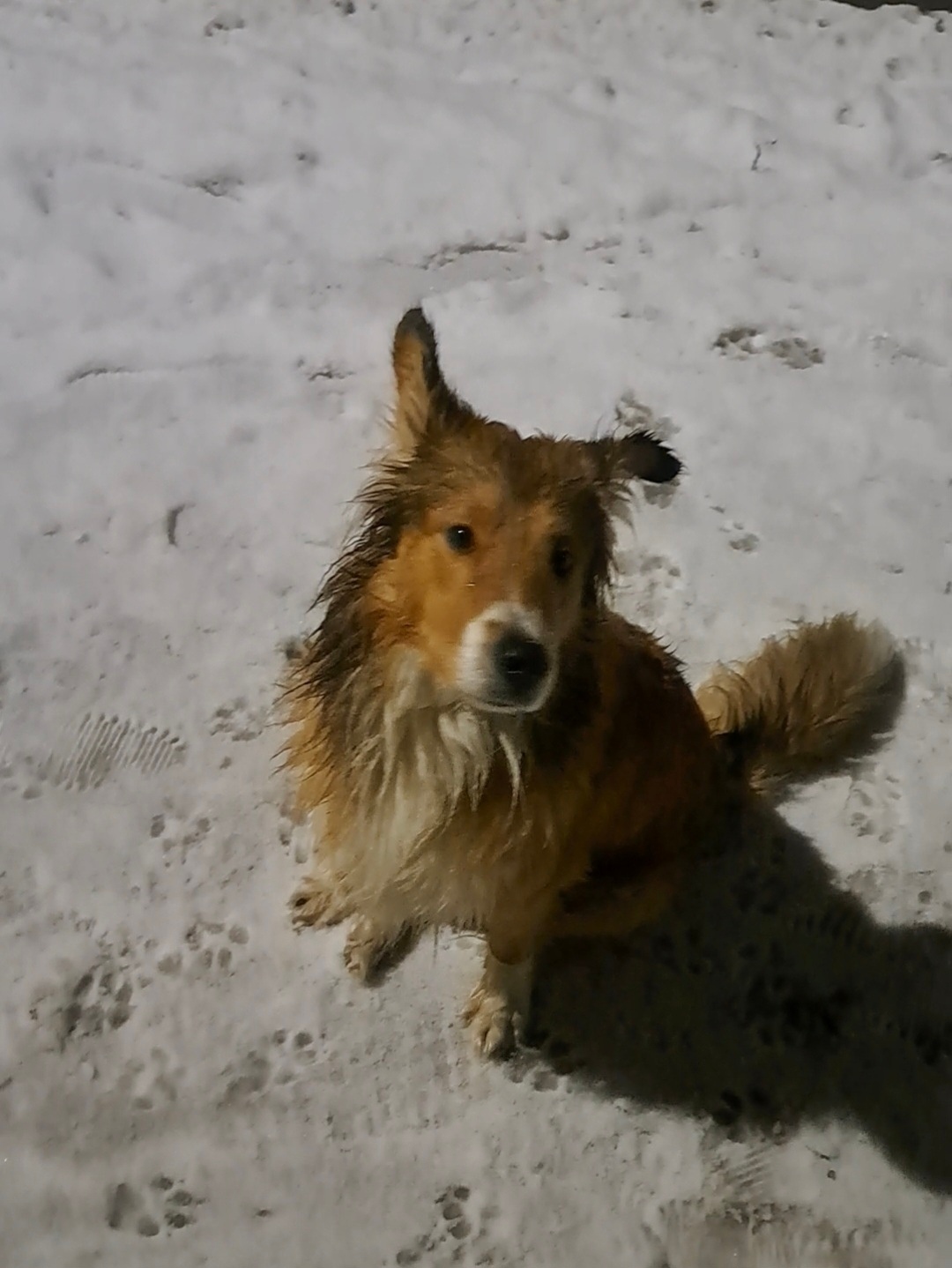 Найдена собака в Архангельске — фото объявления