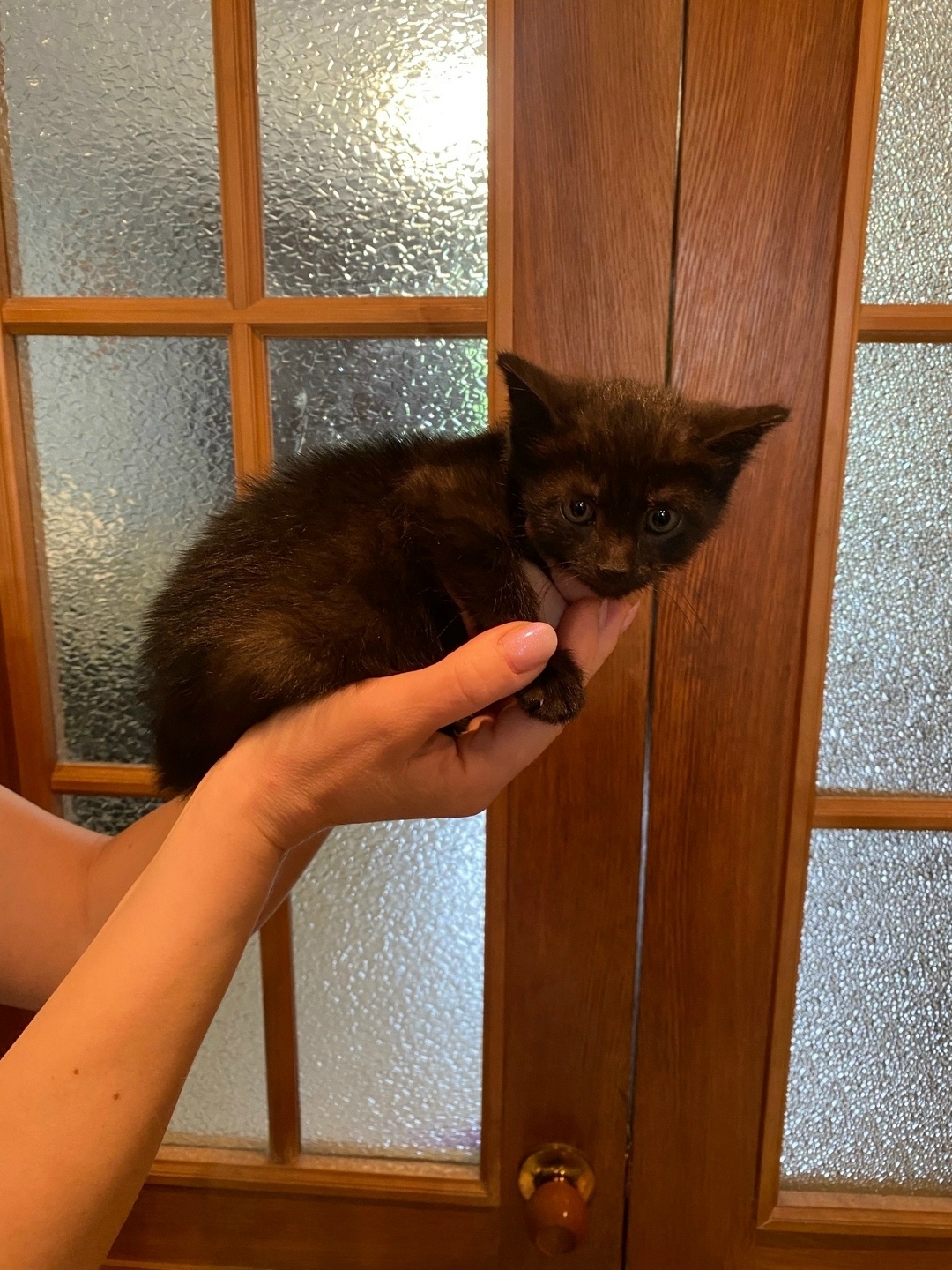 Найдена собака в Архангельске — фото объявления