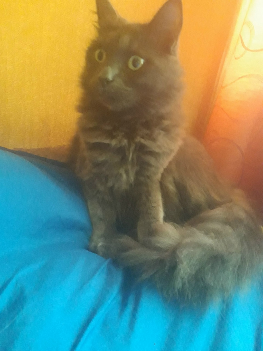 Найдена собака в Архангельске — фото объявления