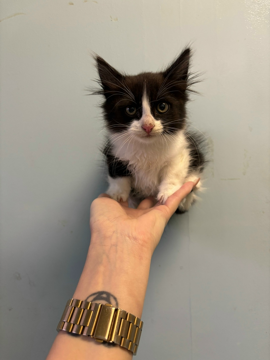 Найдена собака в Архангельске — фото объявления