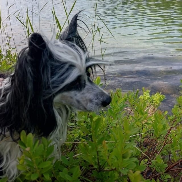 Найдена собака в Архангельске — фото объявления