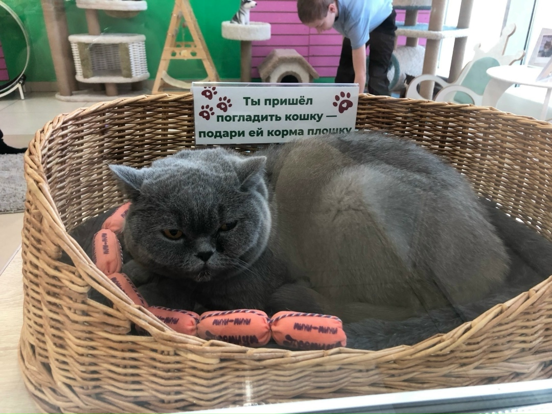 Найдена собака в Архангельске — фото объявления