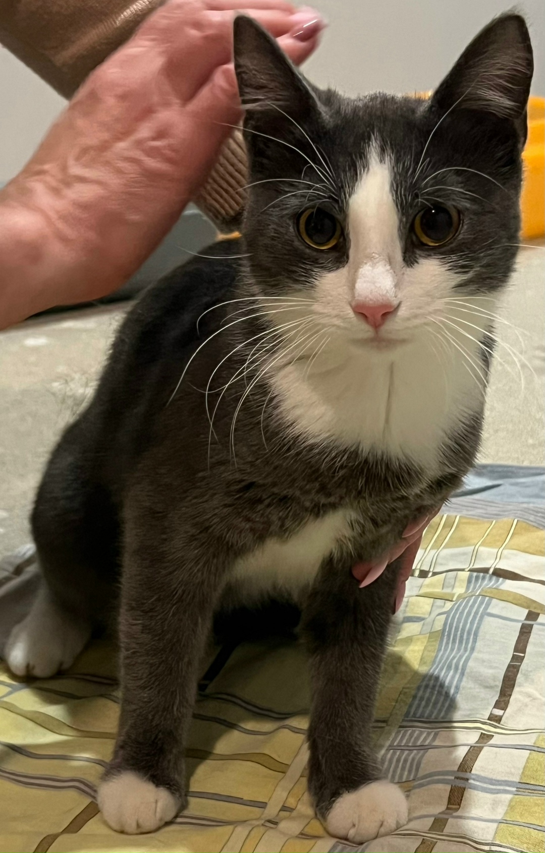 Найдена собака в Архангельске — фото объявления